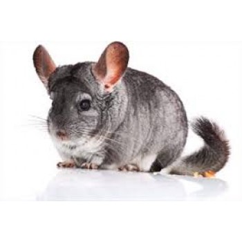 Chinchilla